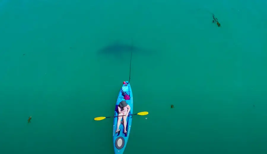 shark circling kayak