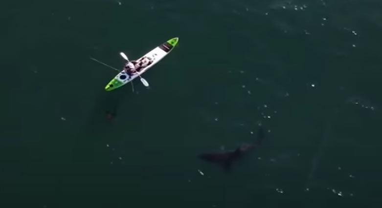 shark kayak encounter
